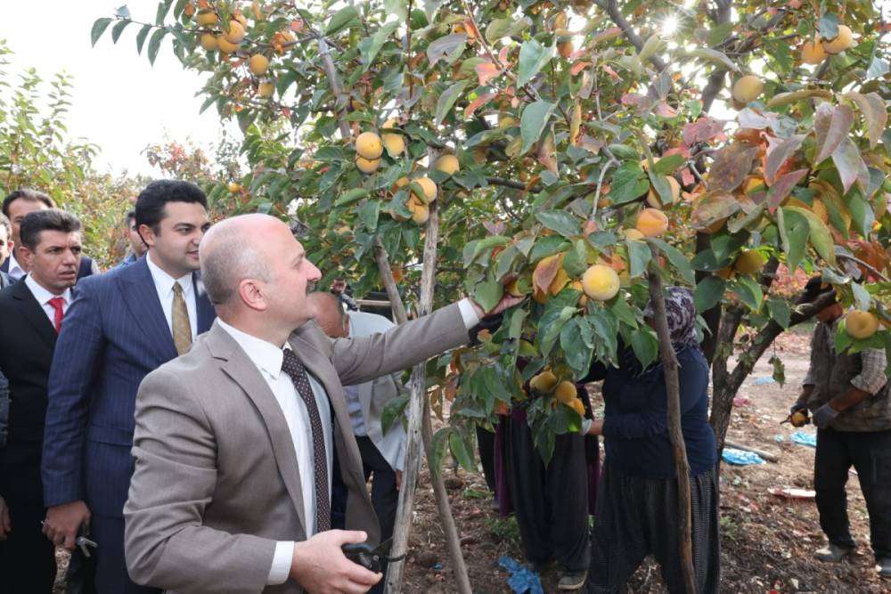 Türkiye'nin hurması Gölbaşı'ndan 